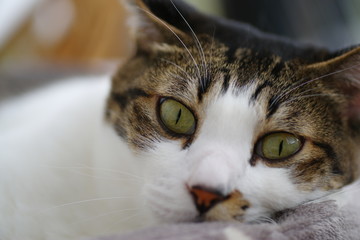 くつろぐ猫ちゃん