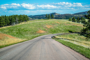 A long way down the road of Custer State Park, South Dakota