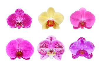 Fototapeta na wymiar orchid collection species isolated on white background with clipping path
