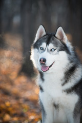 Husky dog in the autumn forest, portrait