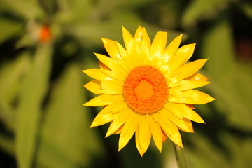 yellow flowers in the nature in Victoria, Australia
