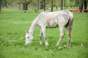 Naklejka na ściany i meble white horse feeding on meadow