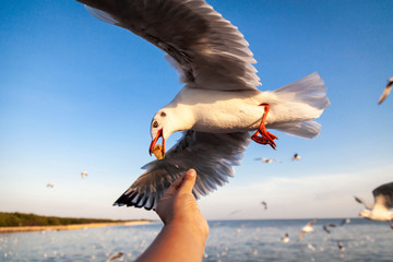 A close-up of fly bird, seagull, picking food from woman hand. Feeding food to bird at Sea. Arial View.