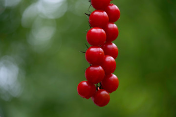 Bunch of fresh cherry tomatoes on green background.