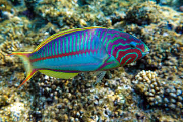 Fototapeta na wymiar Coral fish Thalassoma Klunzingeri (Wrasse) nearby a coral reef of the Red sea