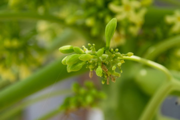 Papaya flowers white yellowish seeds fruit green leaf, Food plant green background floral