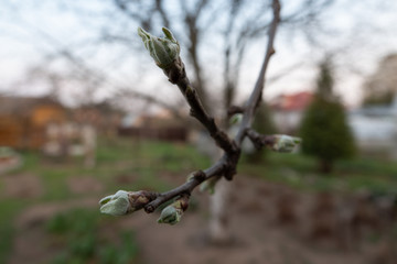 branch of a tree