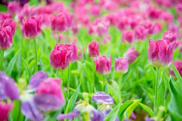 Tulips flower in the garden 