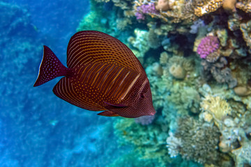 Close up of Sailfin Tang, a tropical reef fish