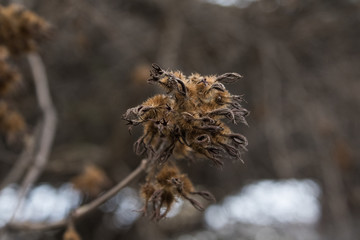 macro shot close up of a winter flower