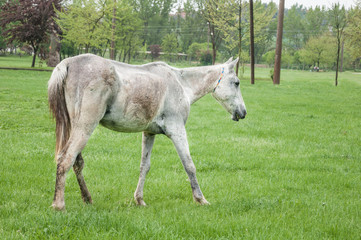 a scrawny white horse walking on meadow
