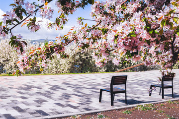 Two benches under pink flowering trees in outdoor park. Selective focus. Horizontal frame copy space
