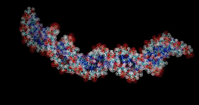  Double-stranded B-DNA, CPK and dot surface representation, spinning on X axis, 4K