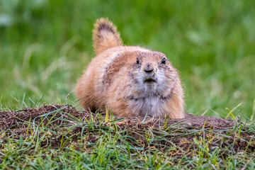 Prairie Dogs in Custer State Park, South Dakota