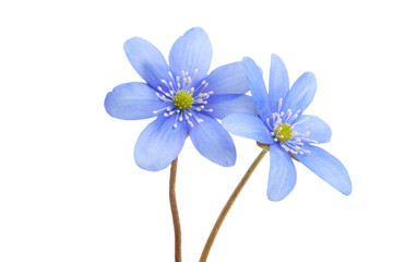 Hepatica nobilis