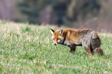 red fox in the forest
