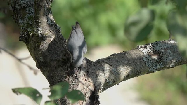 Slow Motion Video: Nuthatch pecks a seed on a tree branch. Birds Eurasian Nuthatch or Wood Nuthatch (Sitta europaea). Four times slow