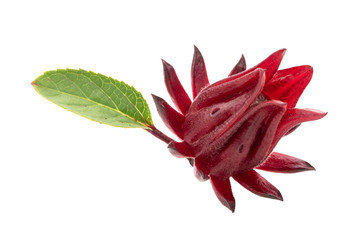 Roselle hibiscus on white background.Red roselle for make healthy beverage.