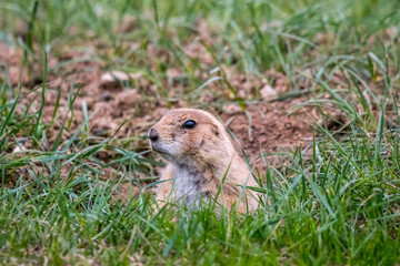 Prairie Dogs in Custer State Park, South Dakota