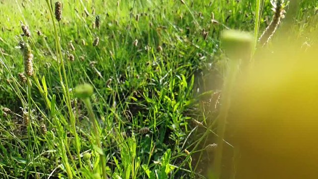 Moving through in slow motion tall emerald green wild flowers, weeds and grass at Camelroc near Lesotho.