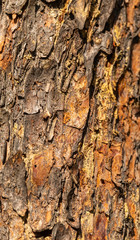 texture of pine tree bark
