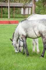 Obraz na płótnie Canvas horses feeding on meadow in spring
