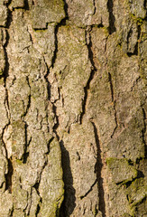 grey texture of tree bark