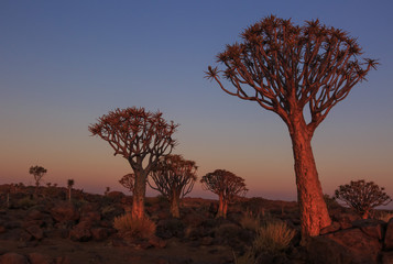 Silhouette of a quiver trees ,Aloe dichotoma, at orange sunset with carved branches on against the sun looking like a graphic design. Namibia.