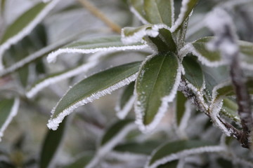 icy winter, white dream world