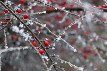 icy winter, white dream world