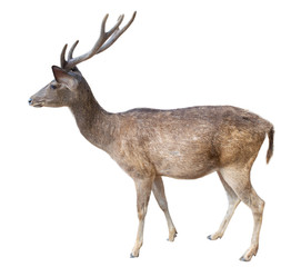 The horned deer stands on a completely separate white background.