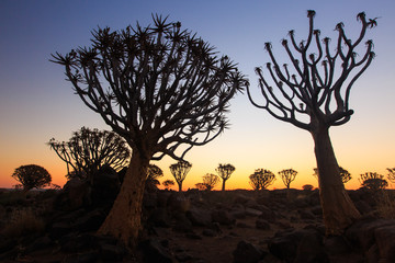 Silhouette of a quiver trees ,Aloe dichotoma, at orange sunset with carved branches on against the...