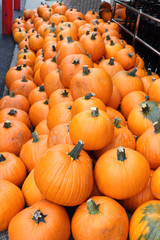 Orange ripe pumpkins collected for sale