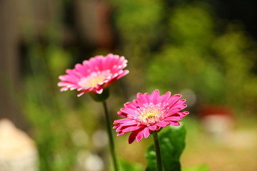 Obraz premium pink flowers close up and burred green background
