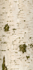 texture of white bark of birch tree