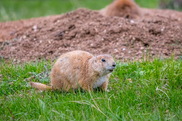 Prairie Dogs in Custer State Park, South Dakota