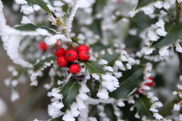 icy winter, white dream world