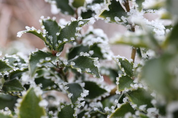 icy winter, white dream world