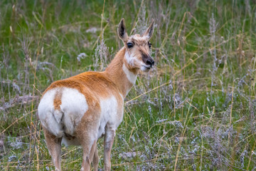Pronghorn in the field of Custer State Park, South Dakota