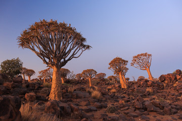 Silhouette of a quiver trees ,Aloe dichotoma, at orange sunset with carved branches on against the...