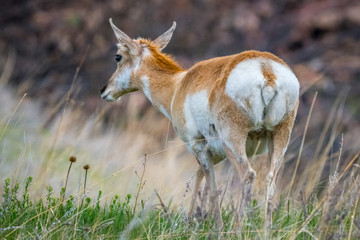 Pronghorn in the field of Custer State Park, South Dakota