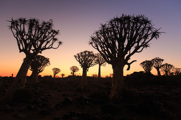 Silhouette of a quiver trees ,Aloe dichotoma, at orange sunset with carved branches on against the...