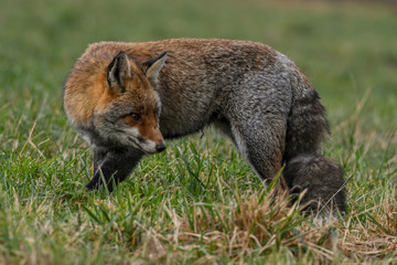 Naklejka na ściany i meble red fox in meadow