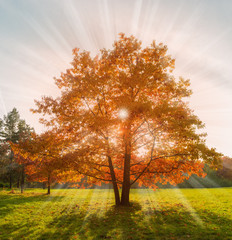 Red oaks on glade edge in backlight in autumn park
