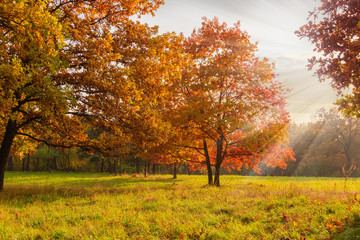 Red oaks on glade edge in autumn park at sunset