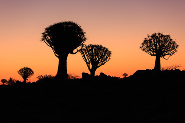 Naklejka premium Silhouette of a quiver trees ,Aloe dichotoma, at orange sunset with carved branches on against the sun looking like a graphic design. Namibia.