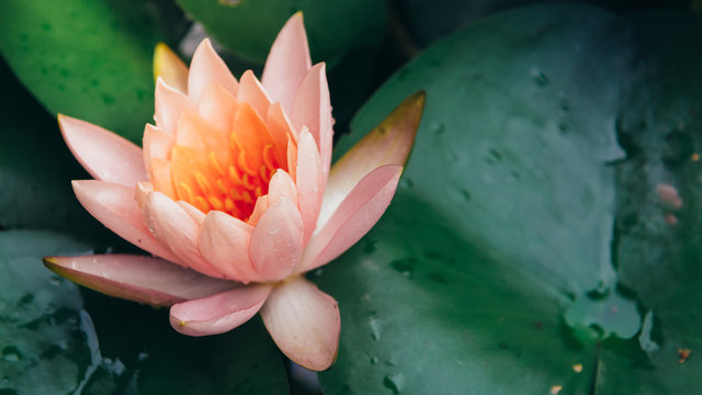 Pink Water Lily In Pond