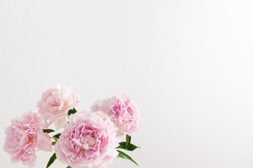 Tender pink peonies on white background. Spring card. Copy space