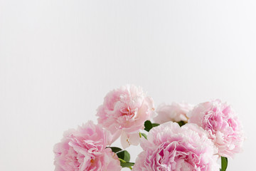 Beautiful pink Peony flowers on light background. Copy space. Banner, greeting card, flower shop concept.