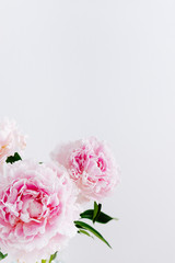 Beautiful pink Peony flowers on light background. Copy space. Banner, greeting card, story, flower shop concept. Close up, copy space